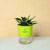Snake Plant - Golden Leaves Plant With Self Watering Pot